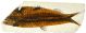 Fossil Replica, Fish, 4 x 10 cm