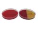DuoPak B; HDx, 15x100mm plt 2/pk  *
