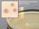 PPLO Selective Agar; HDx, 15x100mm           R