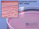 CT-SMAC for E. coli 0157; HDx, 15x100mm plate  R