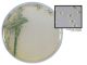 HardyCHROM sakazakii; HDx, 15x100mm plt 10/pk R