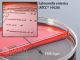 Blood Agar, 5%/EMB Agar; HDx, 15x100mm biplate   R