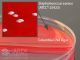 CNA Agar/MacConkey biplt; HDx,15x100 biplt 100/BX R
