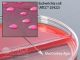 Rose/MacConkey Agar; HDx, 15x100mm biplate R