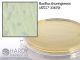 PLET Agar; HDx,15x65mm Contct Plt, R