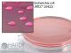 MacConkey Agar, USP; HDx, 15x65mm contct plt R