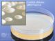 SabDex Agar, 60ml; HDx, 25x100mm plt 5/pk R