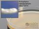 Inhib.Mold Agar w/Genta; HDx, 15x100mm plate     R