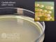 Malt Extract Agar; HDx, 15x100mm plate     R