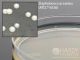 TSA, USP, 26ml; HDx,15x100mm plt 10/pk R