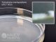 PDA w/Chlortetracy; HDx, 15x100mm plt 10/pk R