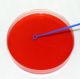 10ul Plastic Loops, 200mm, 20/Bag, Sterile, CS10K