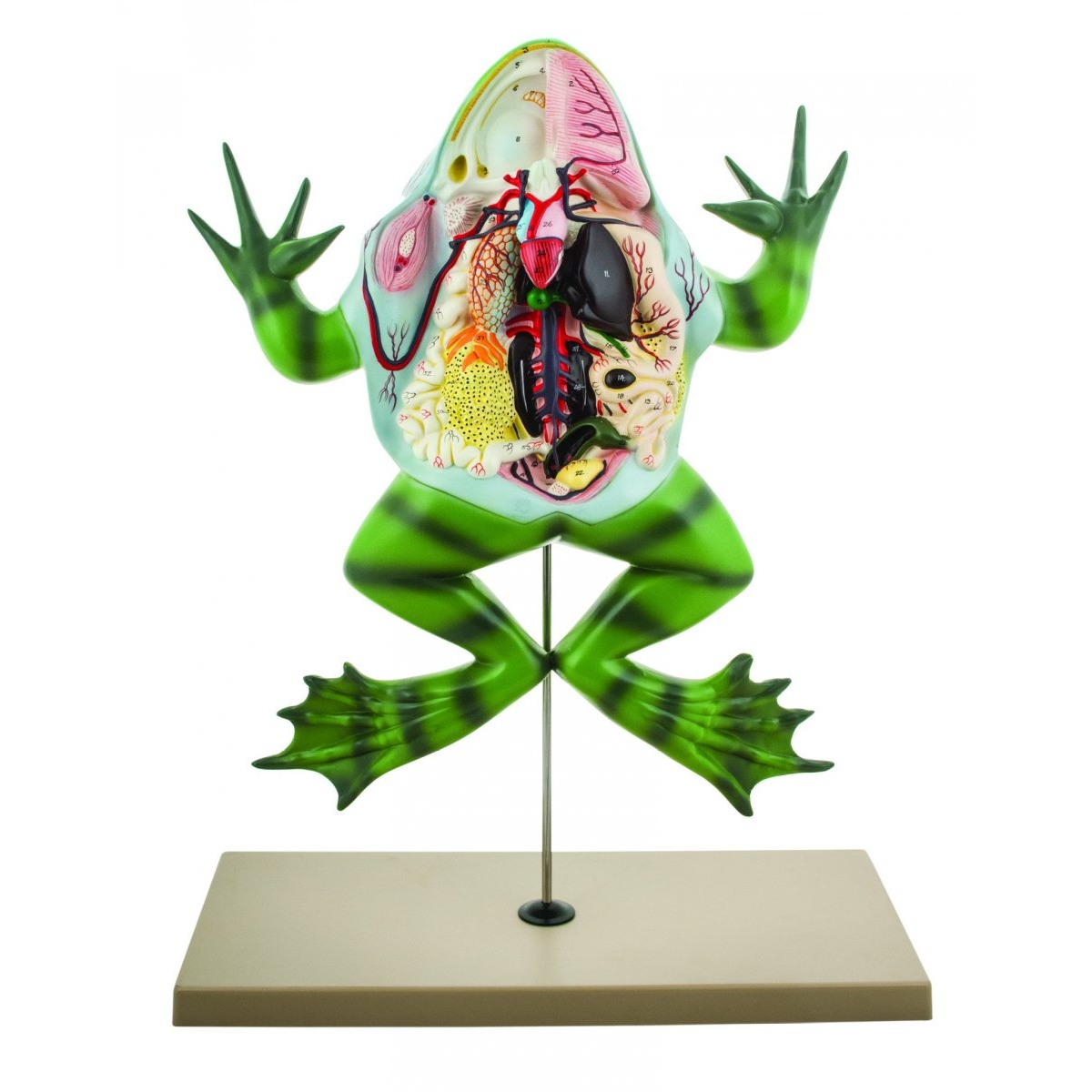 Frog model on stand without open back