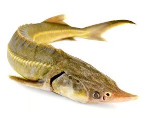 Sturgeon